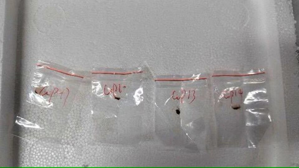 FBI investigates agroterrorism case involving fungus