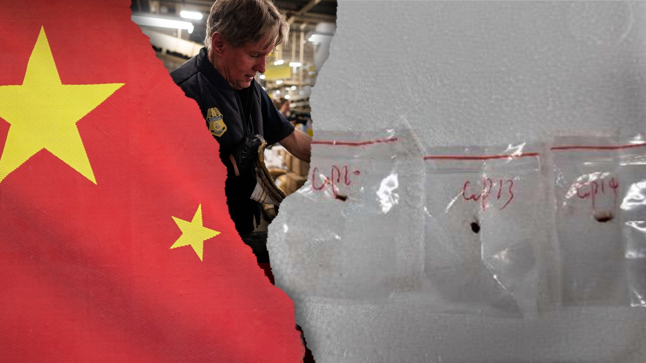 Fusarium fungus under microscope on wheat